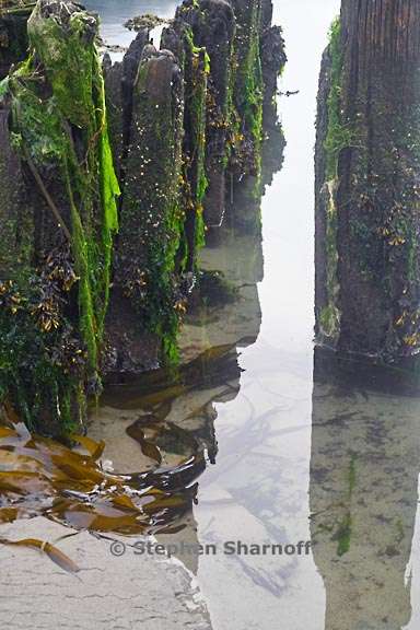 old pilings river edge graphic